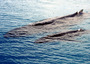 australia - humpback whales 4.jpg
